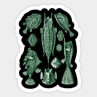 Ernst Haeckel Ostraciontes Fish Green Sticker